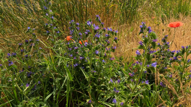 Close‑up planten Gacka Dolina