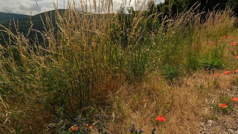Close‑up planten Gacka Dolina