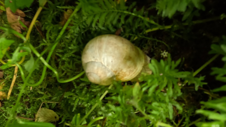 witte landslak naast de trap naar de ingang van Špilja Samograd in Pećinski Park Grabovača