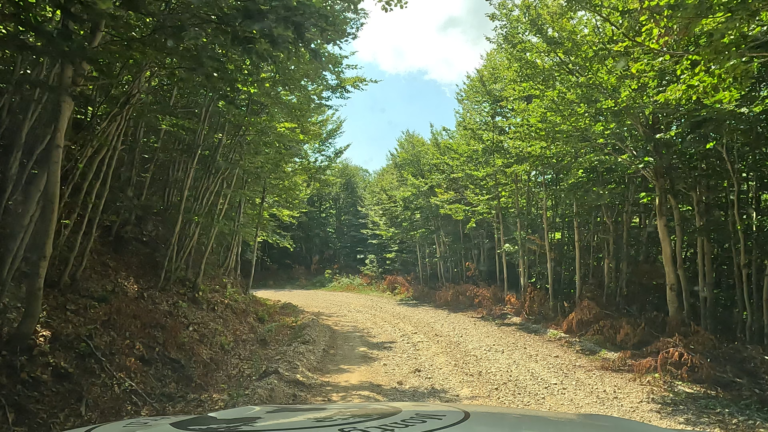 Gravelweg omringd door loofbomen in Sutjeska National Park
