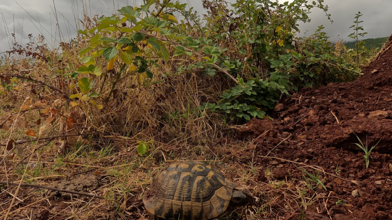 Schildpad op een koffiestop op de Qafa e Furres bergpas tussen struiken tijdens een reis door Albanië.