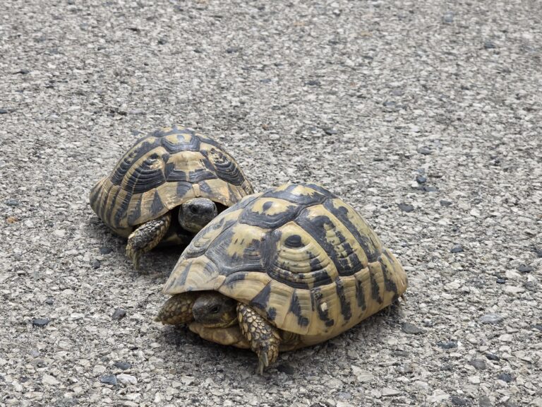Twee schildpadden liggen midden op de rijbaan van SH3 (Albanië) op een lege asfaltweg.