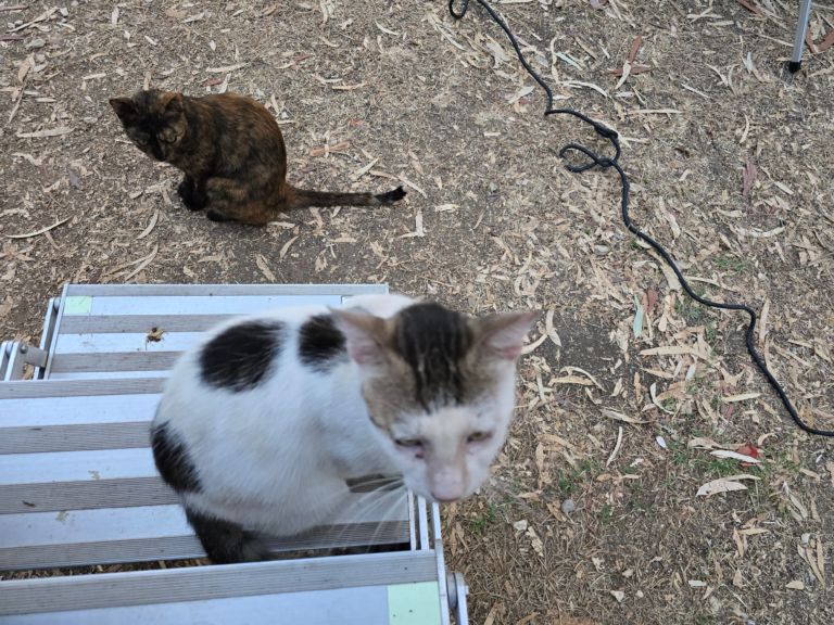 De wit met zwart gevlekte moederkat zit op de trap van Monty, met haar zwartbruine dochter op de grond eronder.