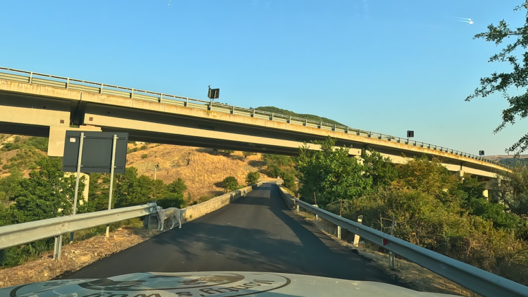 Op de route van Matera naar Laceno lopen twee honden over de smalle weg onder de onderdoorgang van de SS407.