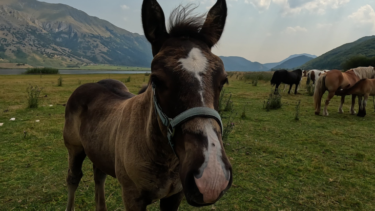 Een mooie route door Campania loopt langs het Lago Matese, waar paarden op de bergweiden rondom het bergmeer grazen